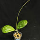 Hoya cv Meena (splash), splashy leaves with long vine #1