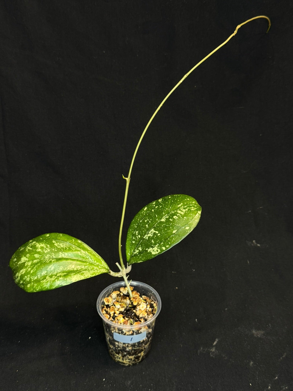 Hoya cv Meena (splash), splashy leaves with long vine #1