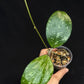 Hoya cv Meena (splash), splashy leaves with long vine #1