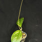 Hoya cv Meena (splash), splashy leaves with long vine #2