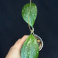 Hoya cv Meena (splash), splashy leaves with long vine #2
