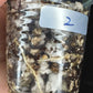 Hoya cv Meena (splash), splashy leaves with long vine #2