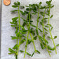 Bacopa Monnieri/Monneywort (6+ stems)