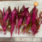 Alternanthera Reineckii "mini" (6+ stems)