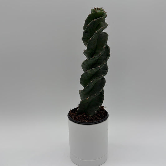 Spiralis Spiral Cactus
