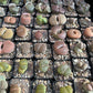 MYSTERY LITHOP - Living Stone Succulent in our Premium Lithops Mix! Includes Shipping!