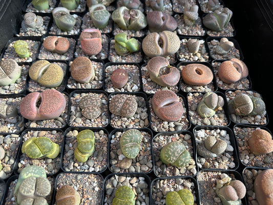 MYSTERY LITHOP - Living Stone Succulent in our Premium Lithops Mix! Includes Shipping!