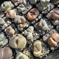 MYSTERY LITHOP - Living Stone Succulent in our Premium Lithops Mix! Includes Shipping!
