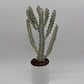 Euphorbia Dragon Bone