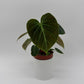 Philodendron El Choco Red