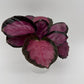 Calathea Pink Star Rosy
