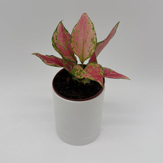 Aglaonema Pink Zircon