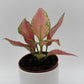 Aglaonema Pink Zircon