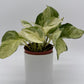 Pothos Manjula