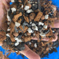Natural Orchid Medium - Coconut husks,perlite,charcoal,and clay pellets 1 gallon bag. The best medium for orchids! Drains great!