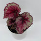 Begonia Exotica 'Raspberry'