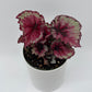 Begonia Exotica 'Raspberry'