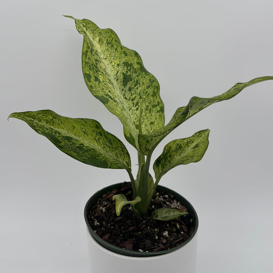 Variegated Dieffenbachia 'Maui Wowie'