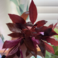 Alternanthera Reineckii "mini" (6+ stems)