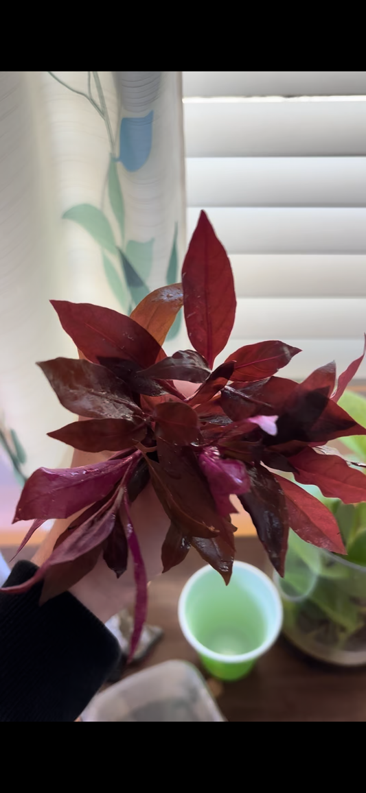 Alternanthera Reineckii "mini" (6+ stems)