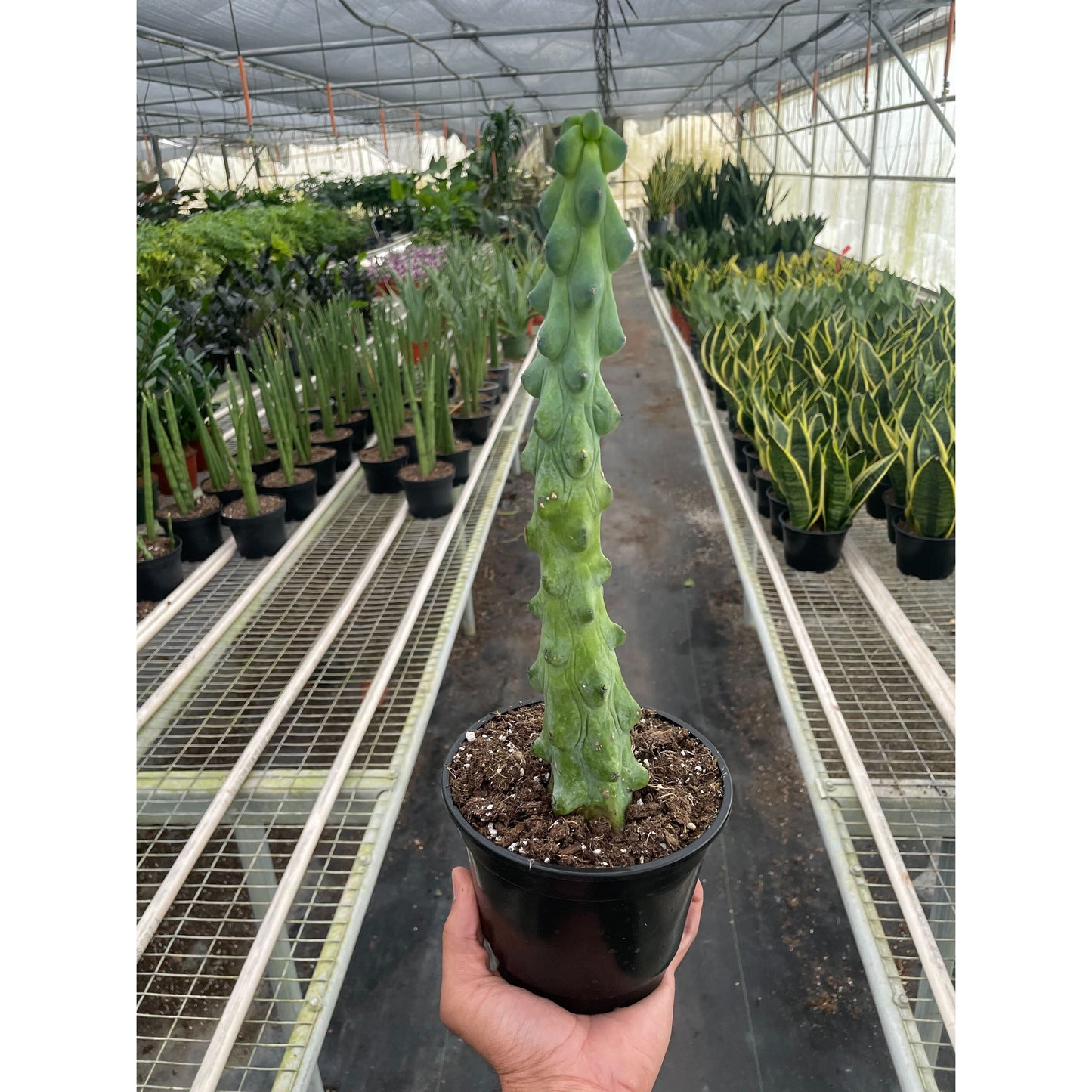 Boobie Cactus