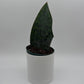 Sansevieria Masoniana (Whale Fin)