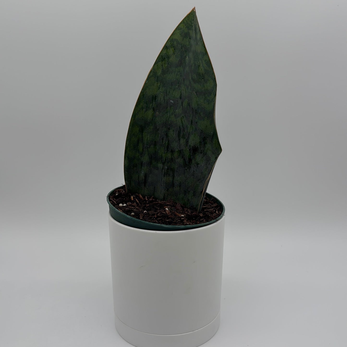Sansevieria Masoniana (Whale Fin)