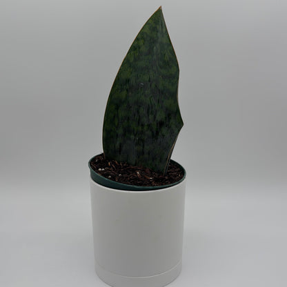 Sansevieria Masoniana (Whale Fin)