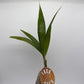 Coconut Palm (Cocos Nucifera)