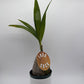Coconut Palm (Cocos Nucifera)
