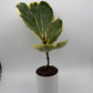 Variegated Ficus Lyrata 'Golden Sunshine'