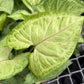 Syngonium Pink Vein