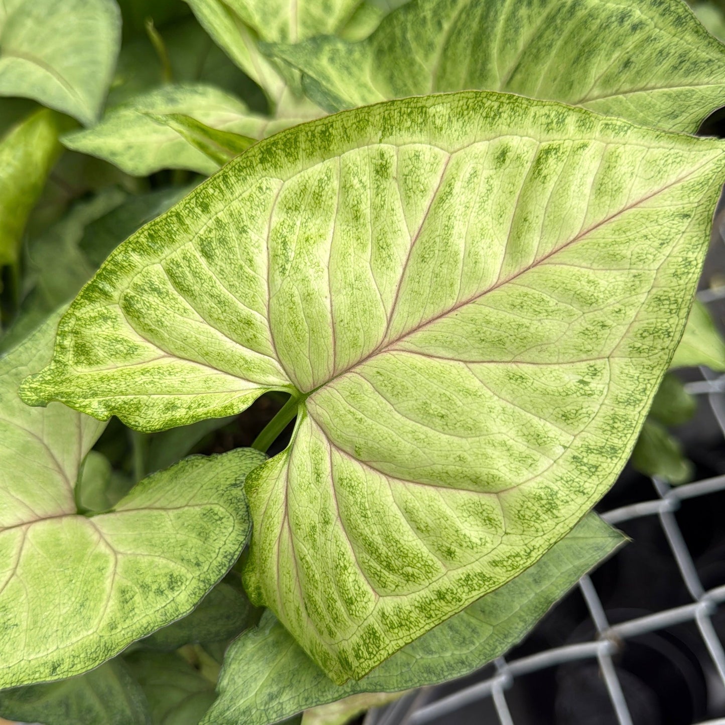 Syngonium Pink Vein