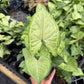 Syngonium Pink Vein