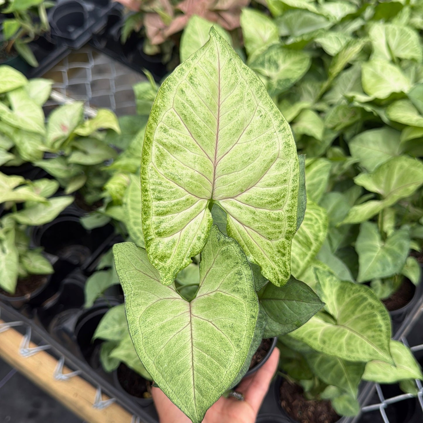 Syngonium Pink Vein