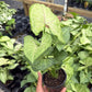 Syngonium Pink Vein