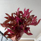 Alternanthera Rosanervig (6 stems)