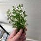 Water Sprite (6 stems)