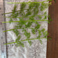 Water Sprite (6 stems)