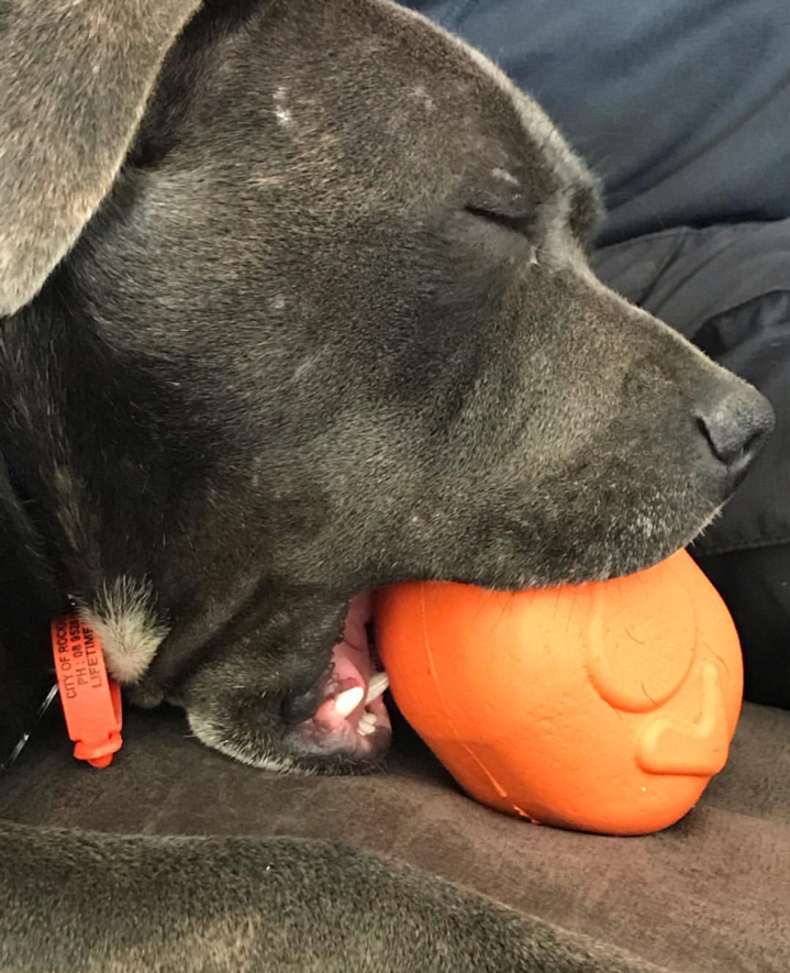 Roasted Turkey Dog Chew Toy & Treat Dispenser - USA Made | SodaPup