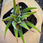 Haworthia Zebra/ Best Beginner Succulent