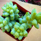 Sedum Donkey's Tail