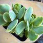 Variegated Crassula Ovata