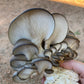 Cold Blue Oyster MycoGarden Fruiting Kit  - (Pleurotus ostreatus)
