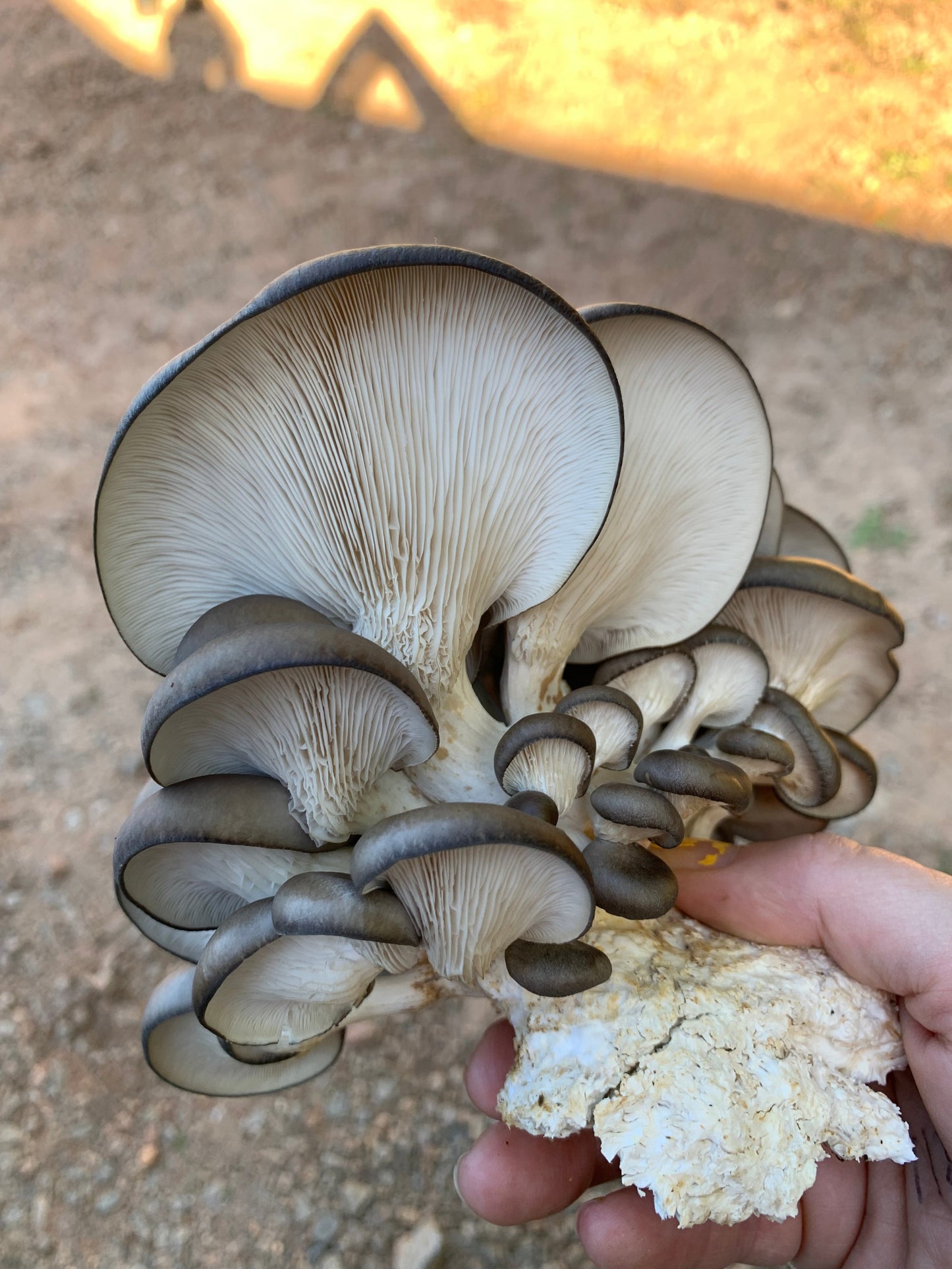 Cold Blue Oyster MycoGarden Fruiting Kit  - (Pleurotus ostreatus)