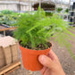 Fern 'Asparagus'