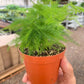 Fern 'Asparagus'