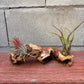 Mounted Tillandsia on Grapewood Sitting