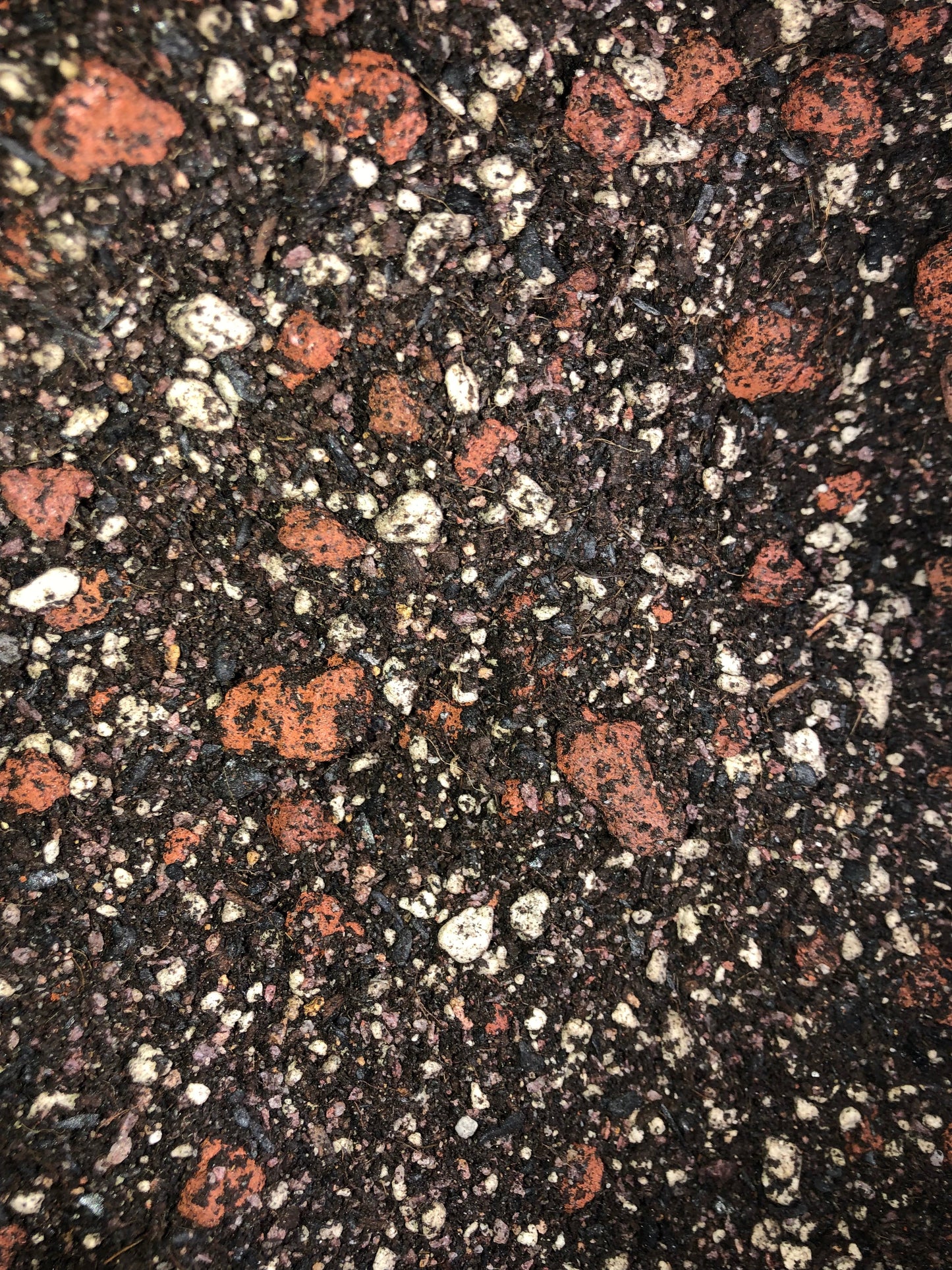 Banana Tree Premium Potting Mix