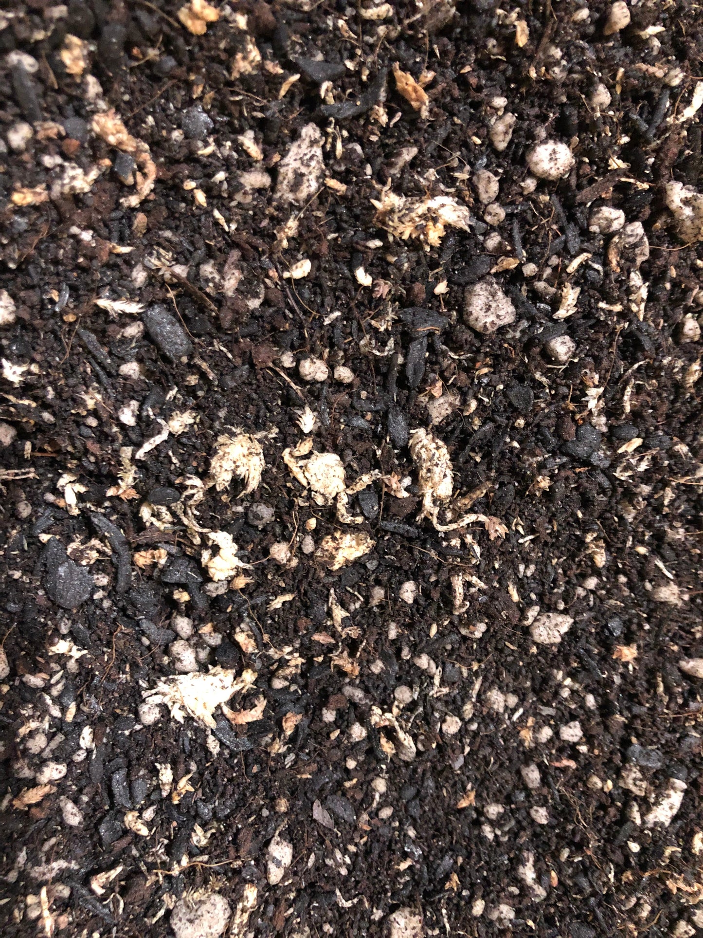 TERRARIUM Premium Potting Mix